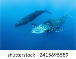 Small photo of Western Gray Whale (Eschrichtius robustus) The western gray whale is a subspecies of the gray whale and is one of the least known and rarest whale populations. They found in the western Pacific Ocean