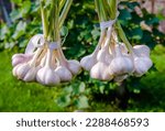 several bundles of garlic are dried in the open air
