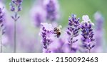 Honey bee pollinating lavender...