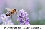 Honey Bee Pollinating Lavender...