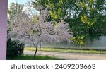 Small photo of fabulous unusually beautiful pink tamarisk tree near the road against the background of green poplar trees and a gray fence