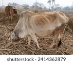 Small photo of Cow in out feeld.beautiful cows.cow in a village farm.cows with blue sky.eyes of cow.black and white cows.animal with eating grass.young and beautiful animal. Villager animals. Dangerous and healthy.