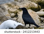 A raven crow has a walnut shell in its beak and stands between stones on the shore of Lake Constance. Snow on a stone
