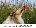 Cute Gold Rough Collie Sniffing ...