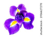 Beautiful iris flower isolated...
