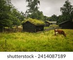 Small photo of An old traditional Norwegian shed with grass on the roof, a rural landscape behind, trees, and a brown caw