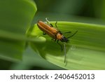 Small photo of False blister beetle, also known as Pollen-feeding beetle (probably Anogcodes melanurus) sitting on a leaf of reed grass