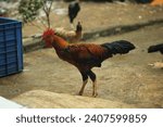Small photo of a tough and authoritative rooster.