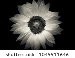 Sunflower On Black Background ...