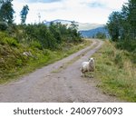 Small photo of wary sheep on tractor road