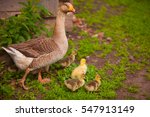 Adult Goose With Goslings...