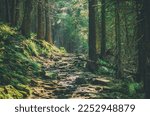 Summer moody forest with path and green trees, natural outdoor vintage background. Ukraine. Carpatian mountains