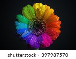 Water drops on rainbow-colored gerbera flower isolated on black background