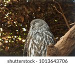 Small photo of Drowsy Heavy-Eyed Barking Owl Taking a Leisurely Rest.