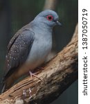 Small photo of Gentle Pretty Diamond Dove in a Unruffled Peaceful Stance.