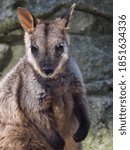 Small photo of Beguiling Attractive Brush-Tailed Rock-Wallaby in a Gorgeous Arresting Portrait.