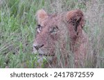 Small photo of Lion cub gazing up at a perceived danger