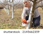 Small photo of Girl whitewashing a tree trunk in a spring garden. Whitewash of spring trees, protection from insects and pests.
