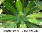 Small photo of Succulent McKelvey's century plant ( Agave univittata ) in the gardens interiors decorative park - the thorn-crested century plant or thorn-crested agave, is a plant species native to coastal areas