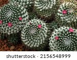 Green Cactus Of Mammillaria...