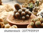 Cactus Plant or Call Mammillaria elongata the gold lace cactus or ladyfinger cactus, is a species of flowering plant in the family Cactaceae. Nature Tropical Plant backdrop Gardens         