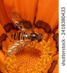 Small photo of Hoverflies are members of the Syrphidae family and are known for their mimicry of bees and wasps.