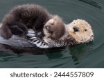 Some sea otters are in the...