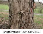 Close up of an old rope tied around a tree.                                