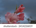 Small photo of pink gladiolus flowers against a cloudy sky. Counteracting forces of nature.