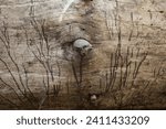 Small photo of A fallen log with a tree like pattern moving up towards the top, including a central protuberance and various shades of brown