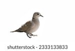 Small photo of Spotted necked Dove, Spotted Dove, Lace-necked Dove, Pearl necked bird, Indian Turtle bird eat whole grains Likes to live in fields.