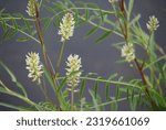 Small photo of White wildflower Wild Licorice plant