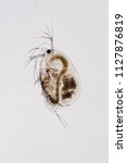 Small photo of Water flea (Moina macrocopa) under microscope view for education