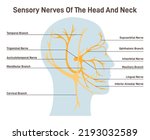 Sensory Nerves Of The Head And...