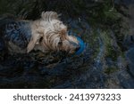 Small photo of dog swimming in a river, dogs in a park, dog on the beach, dog playing in the sand, small breed dogs swimming.mixed breed dogs, small breed dogs