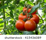 A Ripe Tomato Branch In Your...