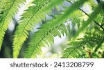 Small photo of Popular, fast growing tree fern for warmer climates with a tall single trunk and deeply divided long lacy green fronds. Lacy bright green fronds grow 3-4 metres in length and attractive as they unfurl