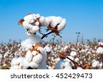 Branch Of Ripe Cotton On The...