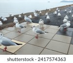 Small photo of One common gull mingles in the center of a big group of black-headed gulls. Mixed gulls are relaxing in front of the sea in Mikawa bay in Gamagori, Japan.