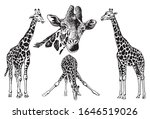 Graphical Set Of Giraffes...