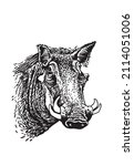 african wild hog portrait  ... | Shutterstock .eps vector #2114051006