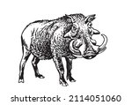 african wild hog standing  ... | Shutterstock .eps vector #2114051060