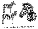 Graphical Set Of Zebra Isolated ...