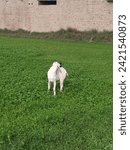 Small photo of Natural beautiful village green Ree and beautiful baby goat