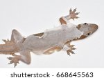 Macro Image Of A House Gecko...