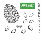 pine nuts hand drawn sketch.... | Shutterstock .eps vector #1742611280