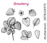 Strawberry Hand Drawn Vector...