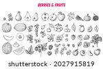 berries and fruits drawing... | Shutterstock .eps vector #2027915819
