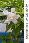 Small photo of Gardenia or gardenia has an intents and sweet scent