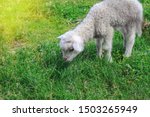 Small photo of Sweet little white lamb grazing on green pasture, sunny day at farm. Cute lambkin on lawn background